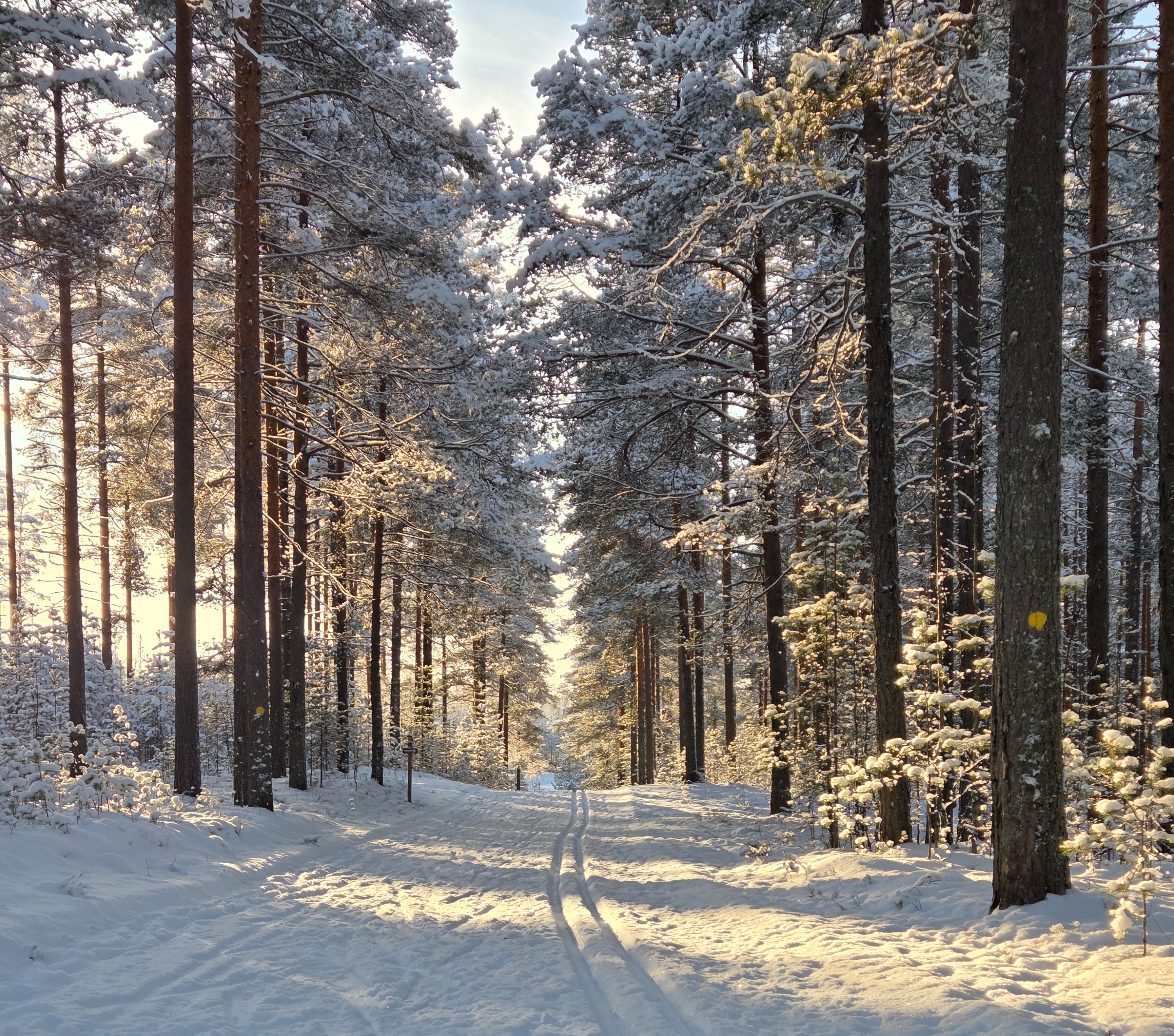luminen polku ja puita